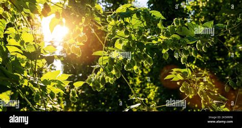 Hop Cones And Leaves Big Hop Plants In World Largest Area Of Hops