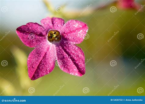 Purple Tobacco Plant Flower Stock Photo Image Of Pollination Pink