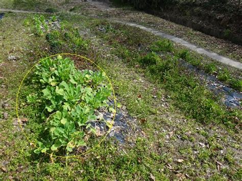 冬野菜の整理とジャガイモ植え付け準備 東京里山農業日誌