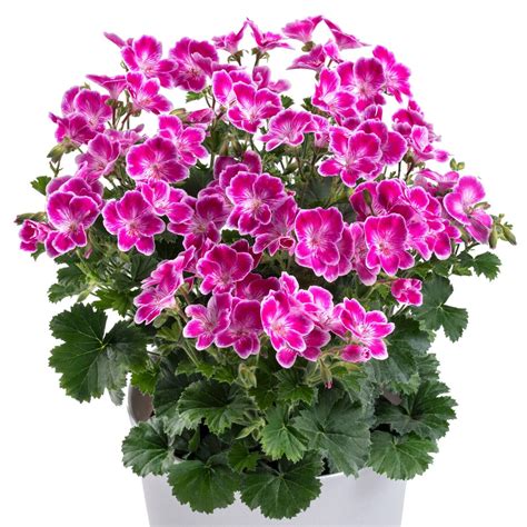 Edelgeranien Pelargonium Grandiflorum Geranien Lieferung Ab