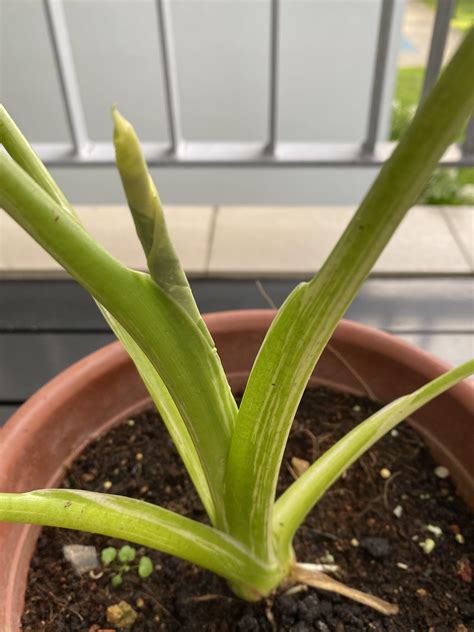 Variegated Alocasia Macrorrhiza Variegata Elephant Ear Furniture