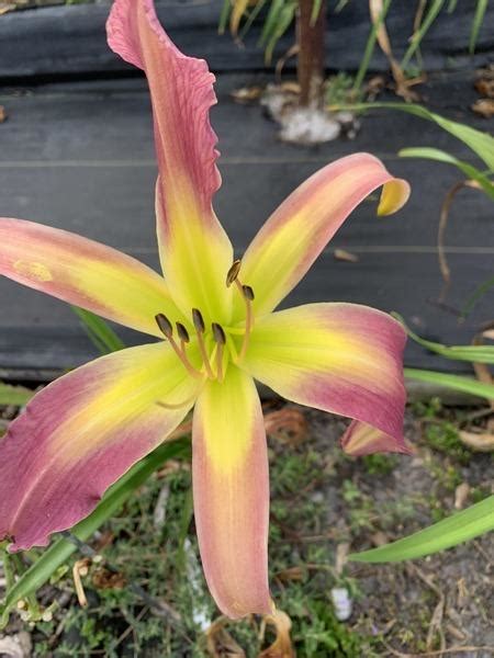 Daylily Hemerocallis Heavenly Prince Of Hearts In The Daylilies