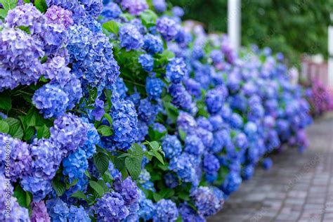 Hydrangea flower (Hydrangea macrophylla) in a garden. Landscaping using ...