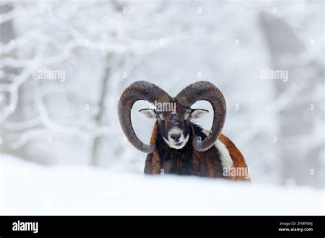 Mouflon Ovis Orientalis Horned Animal In Snow Nature Habitat Close