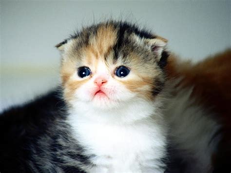 Funny Baby Cats 20 Free Hd Wallpaper - Funnypicture.org