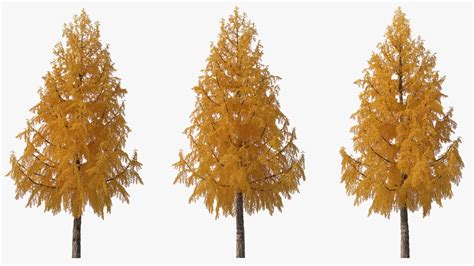 Tall Japanese Larch Tree Yellow 3d Model 49 3ds Blend C4d Fbx