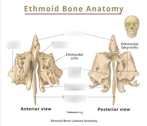 Skull Bones Ethmoid Bone Diagram Quizlet