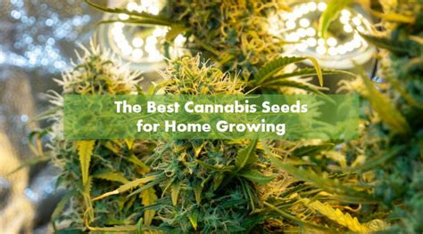 The Best Marijuana Seeds For Home Growing - 10Buds