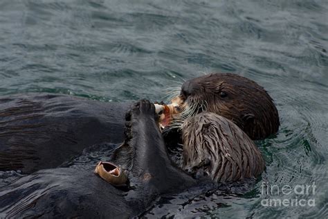 Sea Otters Feeding Photograph by Lillian Michi Adams - Fine Art America