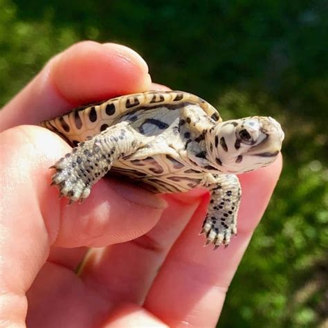 Aquatic Turtles For Sale Live Baby Turtles For Sale Fresh Water