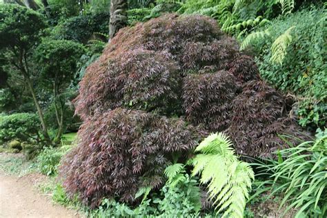 Acer Palmatum Ssp Matsumurae Atropurpureum Dissectum Dry Seed