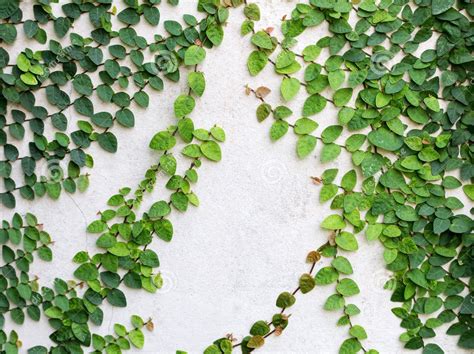 Plantas Trepadeiras De Parede E Muro Decorando Casas