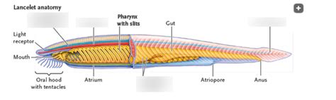 Lancelet Anatomy Diagram Quizlet