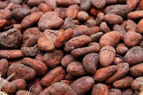 Dried Raw Cocoa Beans At Rs 230 Kg Cocoa Beans In Krishna ID