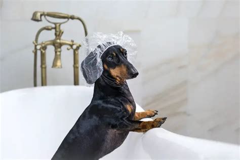 How Often Should Dachshunds Be Bathed Floppy The Dachshund