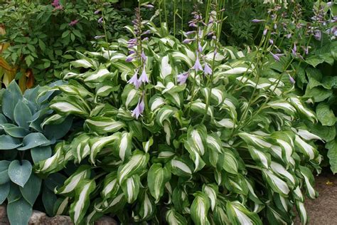 How To Propagate Hostas From Cuttings Garden Lovers Club