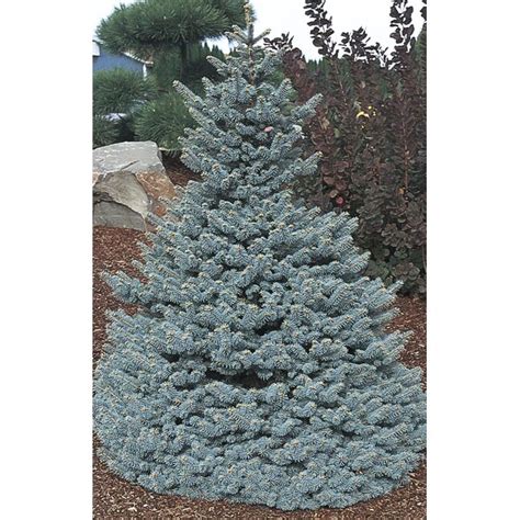 388 Gallon Insignificant Feature Tree Baby Blue Colorado Spruce In The