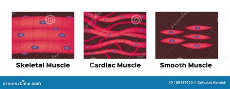 Skeletal, Smooth And Cardiac Muscle Diagram Or Types Of Muscles Royalty ...