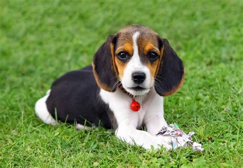 Pocket Beagle Price, Temperament, Puppies & Breeder Tips