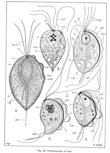 Thẻ Ghi Nhớ Trichomonas Intestinalis Quizlet