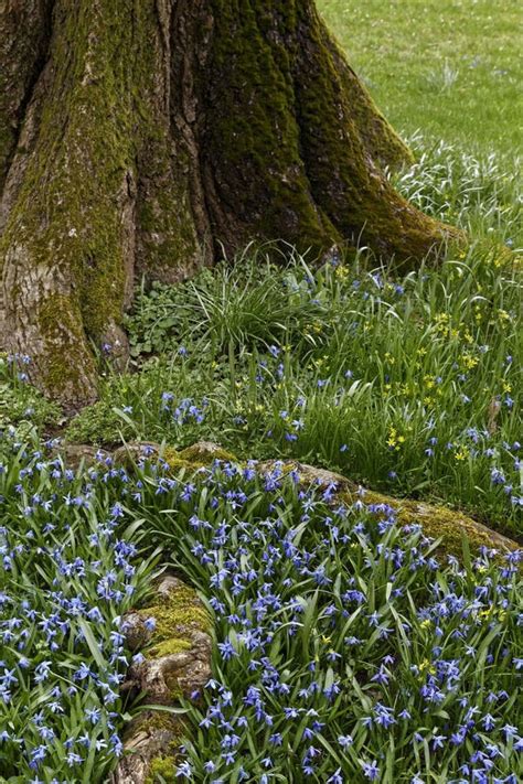 Lithodora Heavenly Blue Stock Photos Free Royalty Free Stock Photos