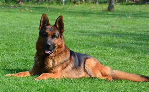 German Shepherd Red