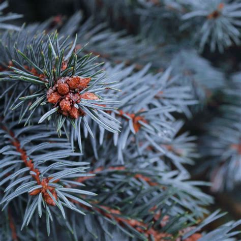 Baby Blue Spruce — Plantingtree