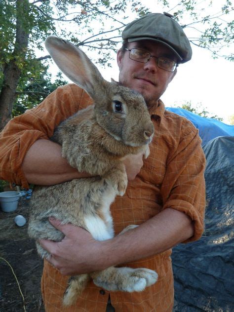 10 Flemish Rabbit This Breed Of Rabbit Gets His Name From The Flemish