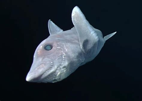 Ghost Shark Caught On Camera For The First Time Video