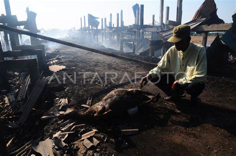 KEBAKARAN KANDANG KAMBING ANTARA Foto