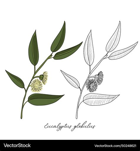 Drawing Eucalyptus Royalty Free Vector Image Vectorstock