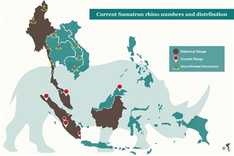 What will the fate of the Sumatran rhinos be? | The ASEAN Post