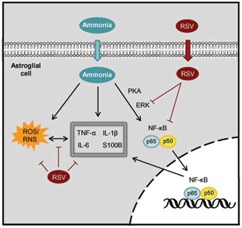 Proposed Schematics Of Ammonia Induced Cytokines And Resveratrol