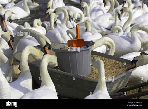 Mute Swan Cygnus Olor Adults Flock Feeding From Wheelbarrow