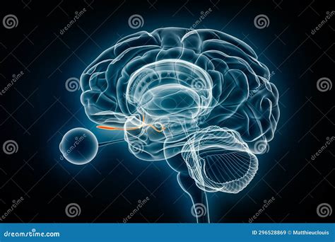 Olfactory Tract With Bulb And Nerve X Ray View D Rendering