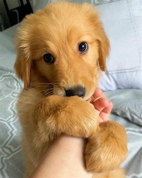 Golden Retriever Very Cute Puppies Cute Animals Cute Dogs