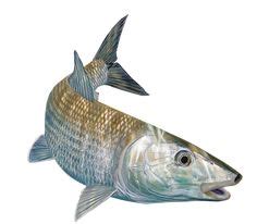 Skiff Life Bonefish Fishing Decal Sticker Randy McGovern Art Cool Gifts, Best Gifts, Drawn Fish ...