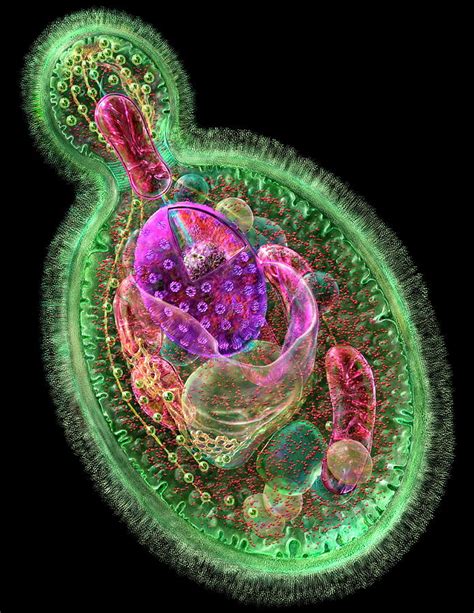 Labelling Of A Yeast Cell Budding