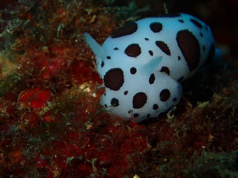 Peltodoris Atromaculata Bergh