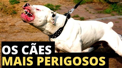 As Ra As De Cachorro Mais Perigosas Do Mundo Youtube