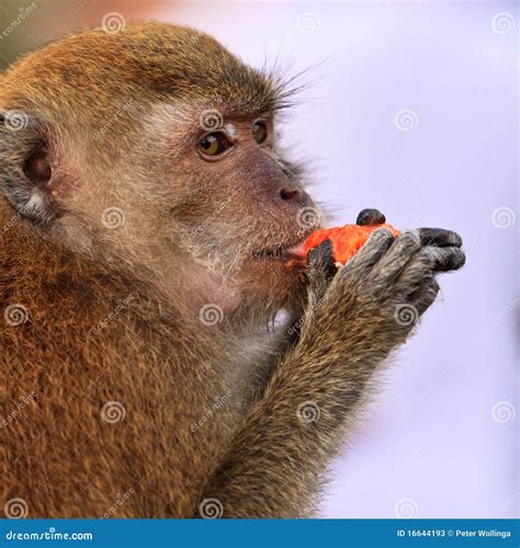 Macaque Monkey Eating Fruit Stock Image - Image of rain, tree: 16644193