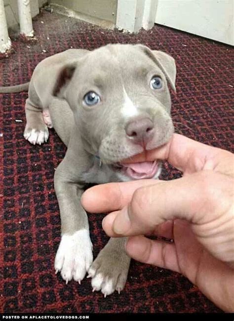 Adorable Pit Bull Puppy Pits Pinterest