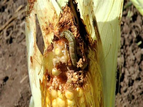 Tratamiento Y Control Del Gusano Cogollero Futurcrop