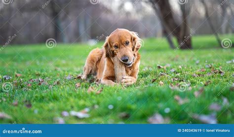 Hermosa Imagen Con Perro Recuperador De Oro Sentado En La Hierba