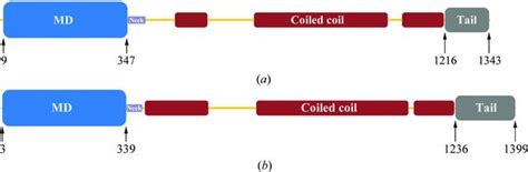 Iucr Structural Insights Into Human Kif A Kinesin Involved In