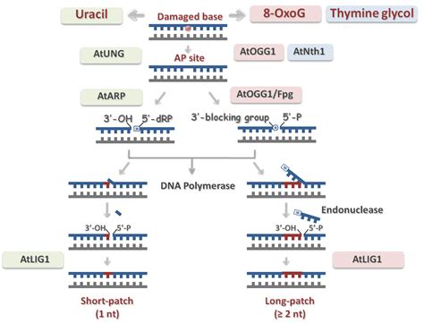 Epigenetics And Dna Repair Molecular Dissection Of The Base Excision