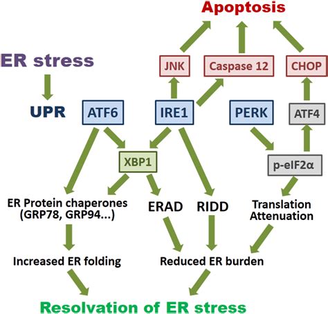 Viruses Free Full Text The Emerging Roles Of Viroporins In Er