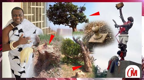 History About Okomfo Anokyes Mysterious Cola Tree Feyiase That Has