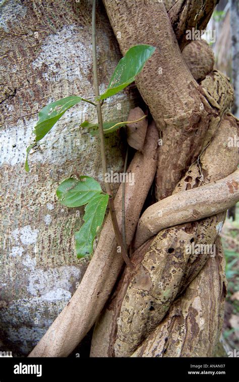 Ayahuasca Vine Or Yage Banisteriopsis Caapi Stock Photo Alamy