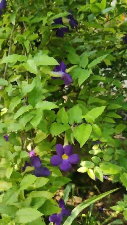 নীল ঘন্টা Thunbergia Erectaআমার বাগানের নীলপরীnature Garden